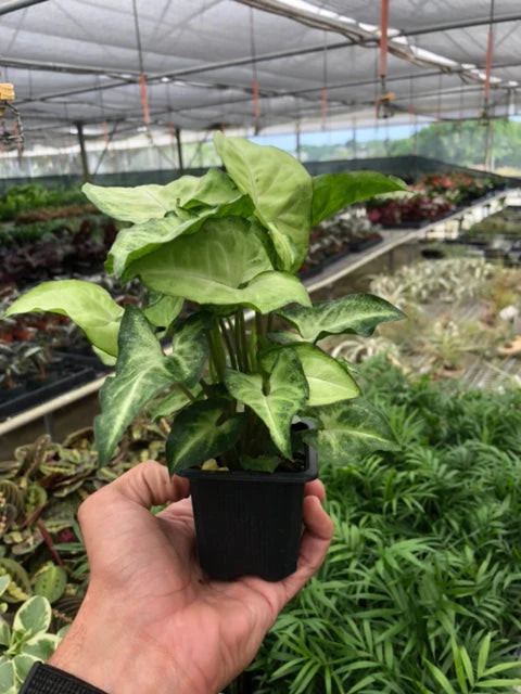 Syngonium White Butterfly - 4" Pot
