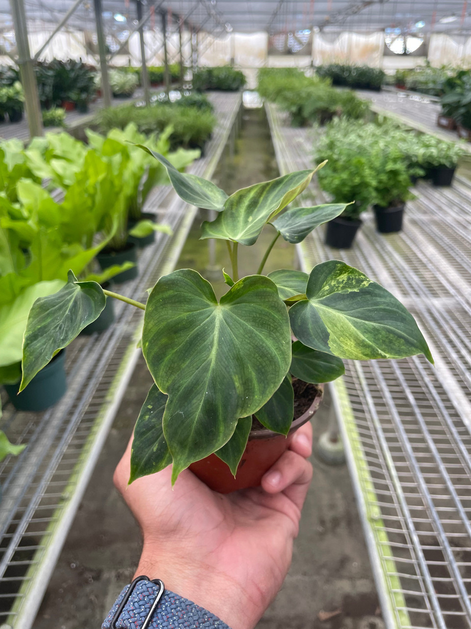 Philodendron 'Verrucosum' - Mountain Crest Gardens