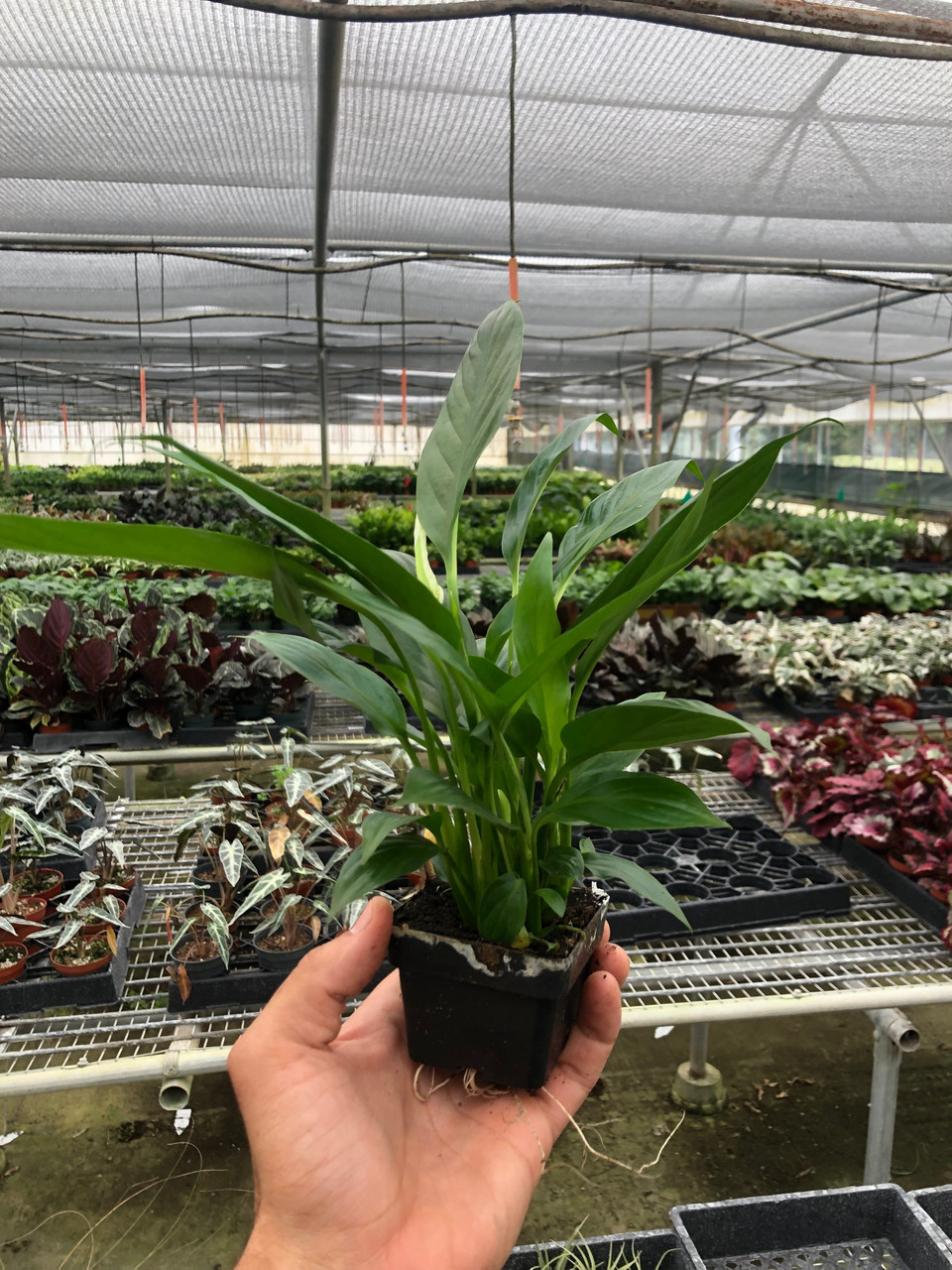 Spathiphyllum 'Peace Lily' - Mountain Crest Gardens
