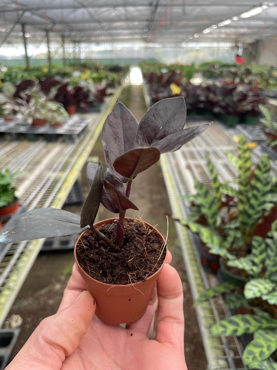 ZZ Plant 'Black Queen' - Zamioculcas zamiifolia - Mountain Crest