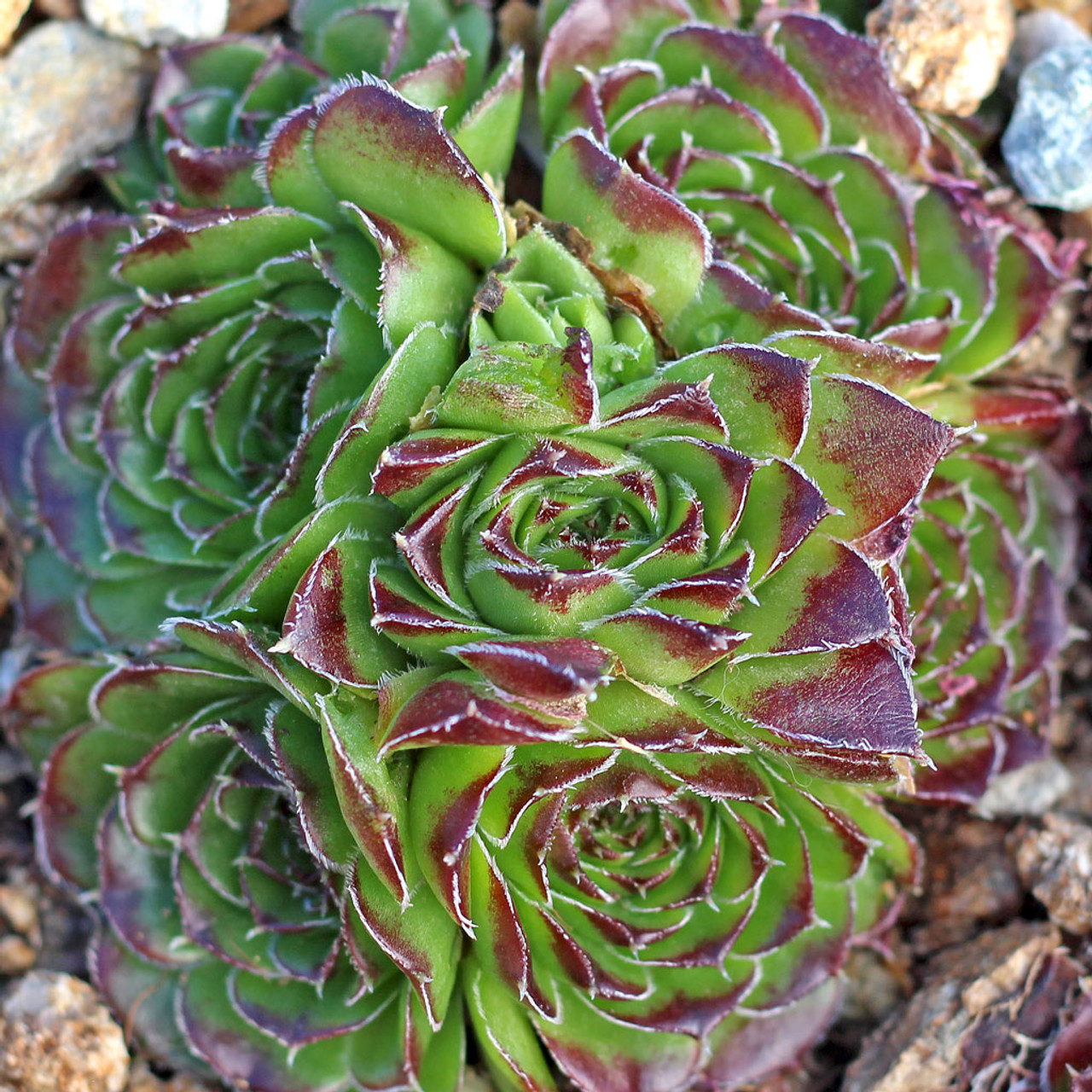 Sempervivum heuffelii 'Sundancer' | Mountain Crest Gardens™