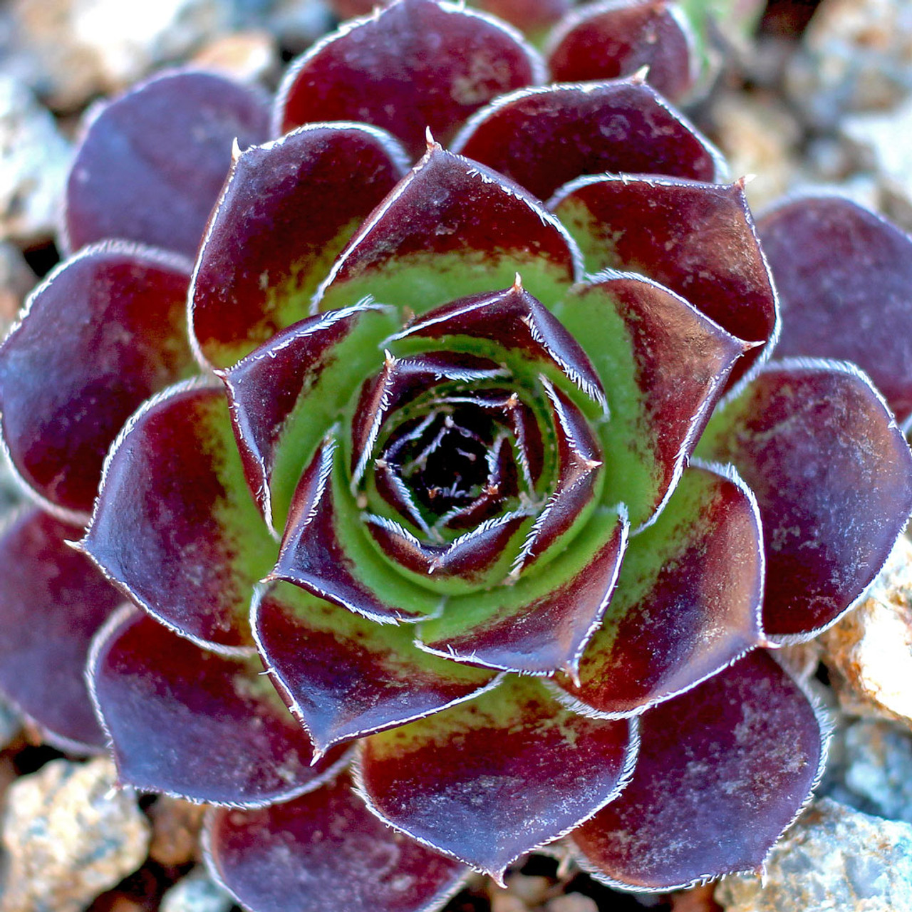 希少 Sempervivum and Jovibarba Jovibarba vs. Sempervivum | The Succulent Eclectic