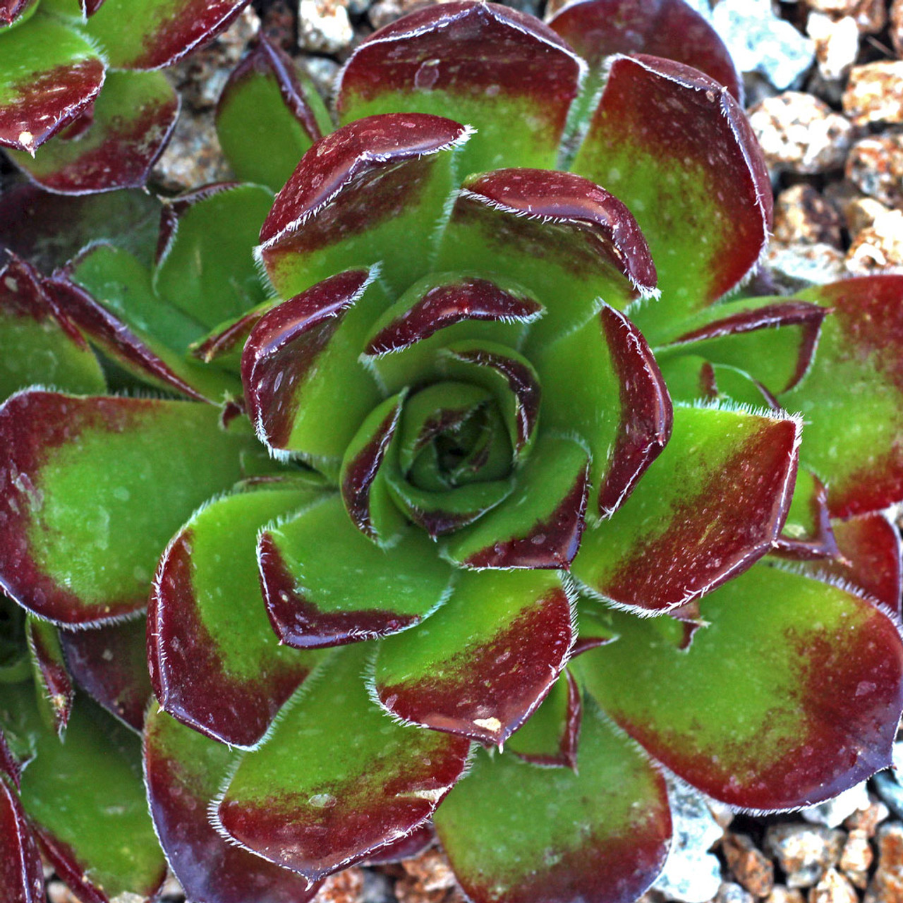 希少 Sempervivum and Jovibarba Jovibarba heuffelii - a different HEN and CHICKS