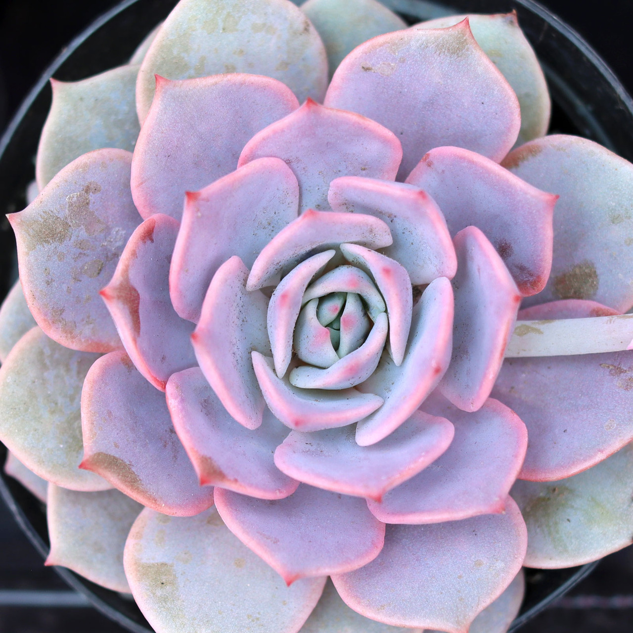 Echeveria 'Angel Kissed' | Mountain Crest Gardens™