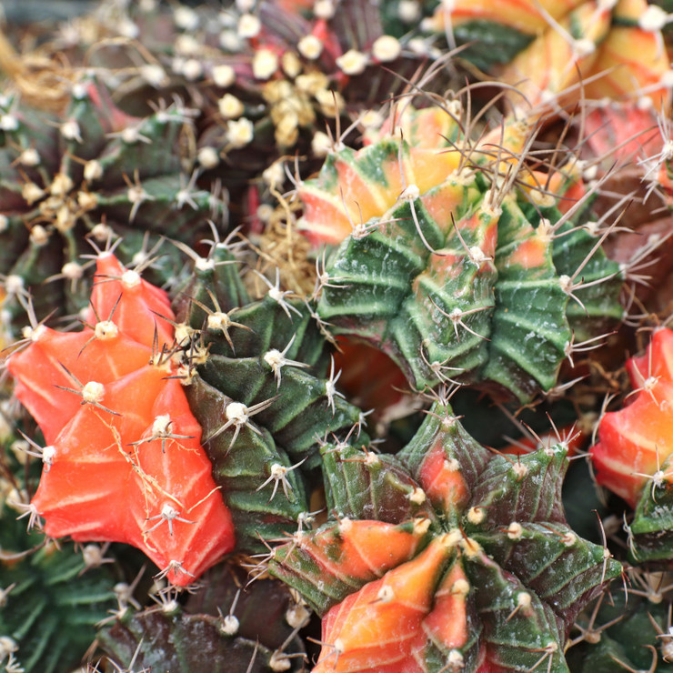 Gymnocalycium mihanovichii f. variegata - Thumbnail 3