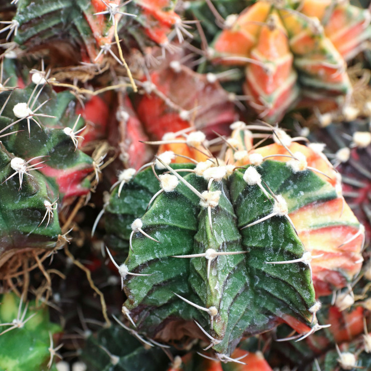Gymnocalycium mihanovichii f. variegata - Thumbnail 5