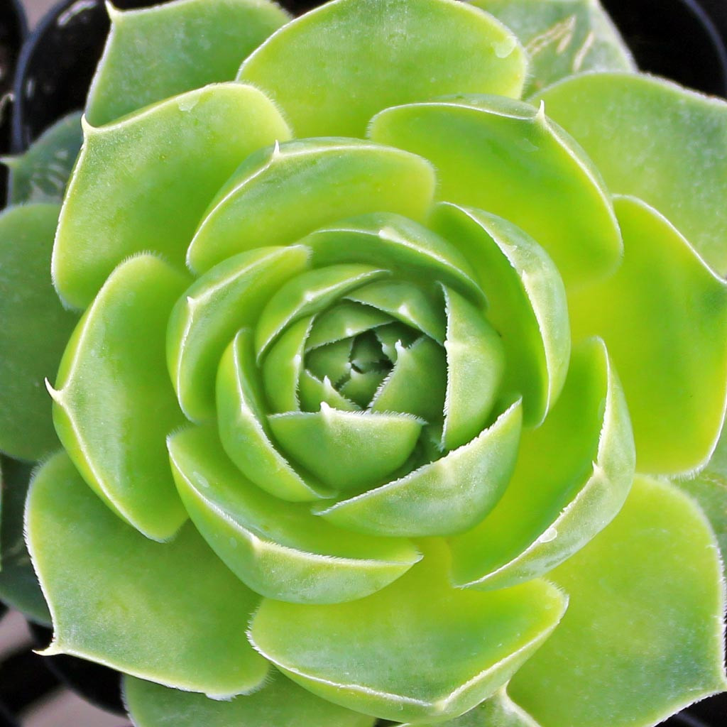 Sempervivum heuffelii 'Xanthoheuff' - Mountain Crest Gardens