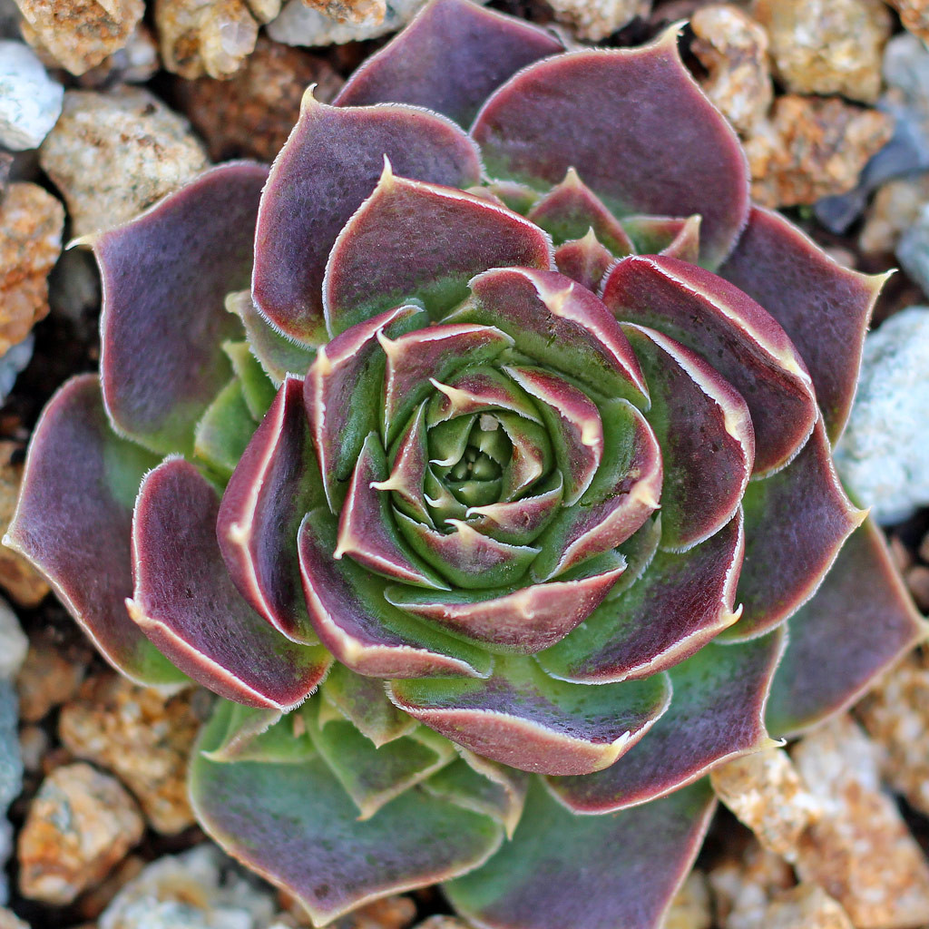 Sempervivum heuffelii 'Xanthoheuff' - Mountain Crest Gardens