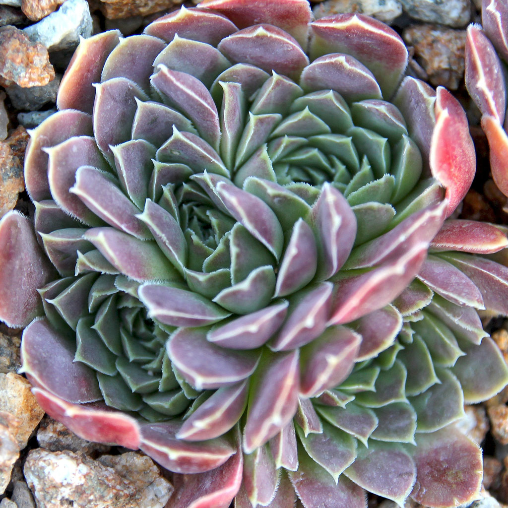 Sempervivum heuffelii 'Beacon Hill' - Mountain Crest Gardens