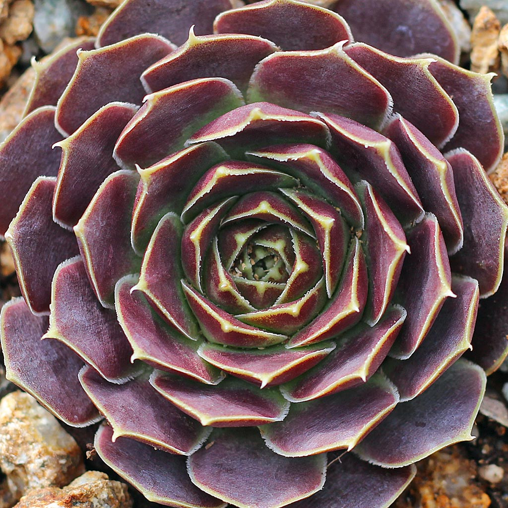 Sempervivum heuffelii 'Beacon Hill' - Mountain Crest Gardens
