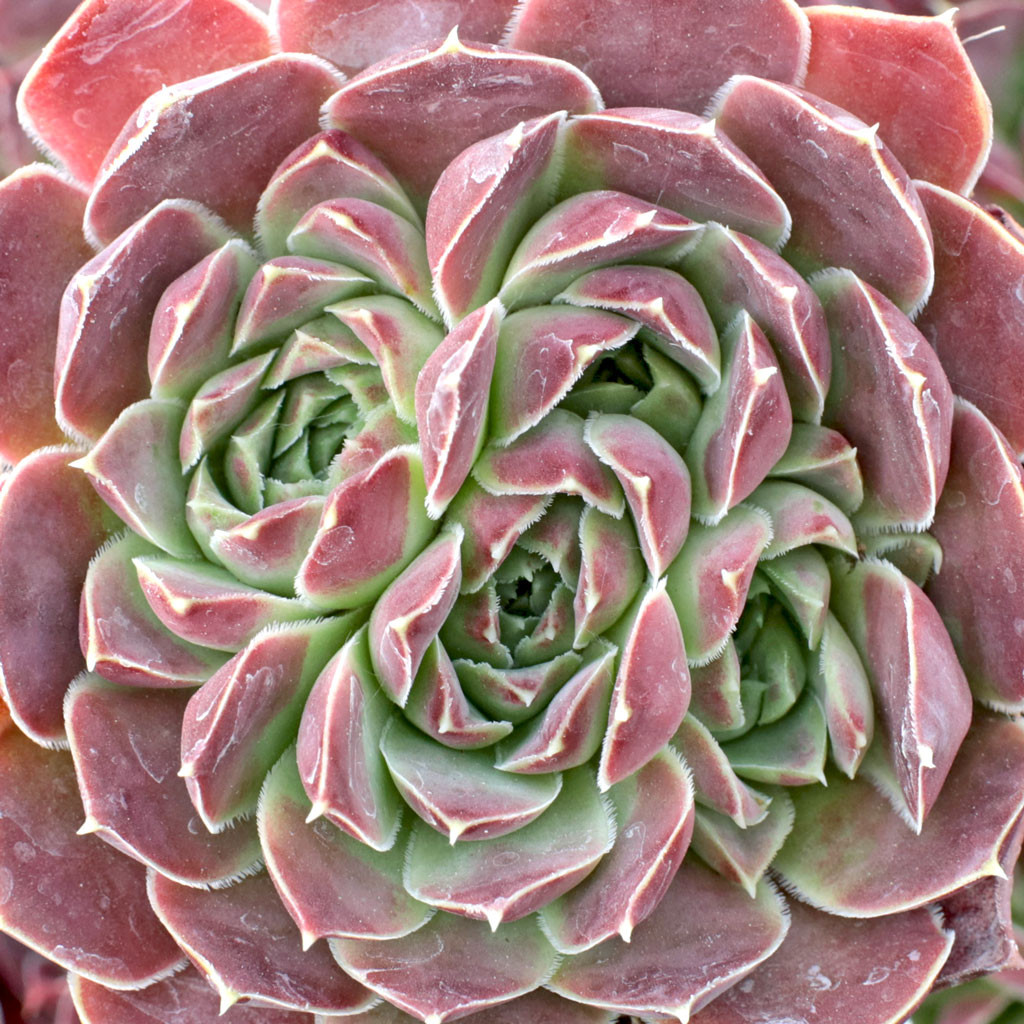 Sempervivum heuffelii 'Beacon Hill' - Mountain Crest Gardens