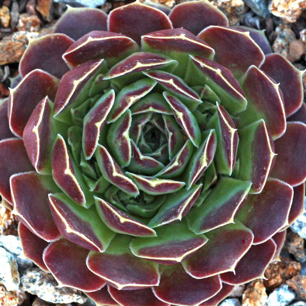 Sempervivum heuffelii 'Beacon Hill' - Mountain Crest Gardens