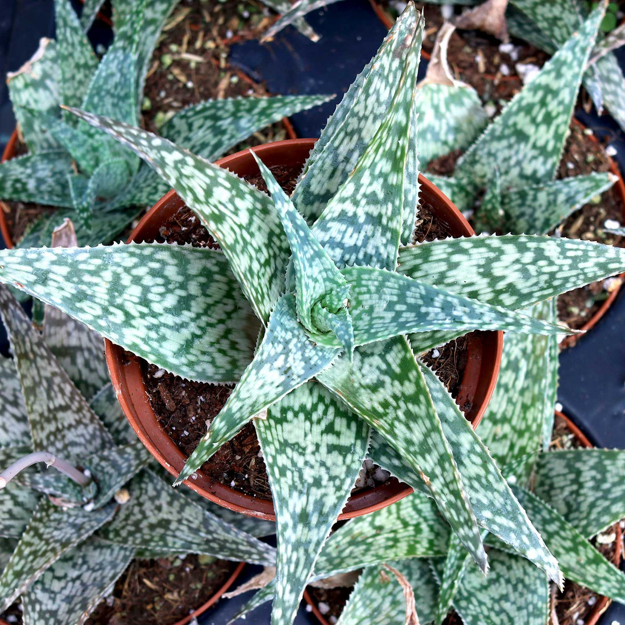 Aloe 'White Fox' [large] - Mountain Crest Gardens