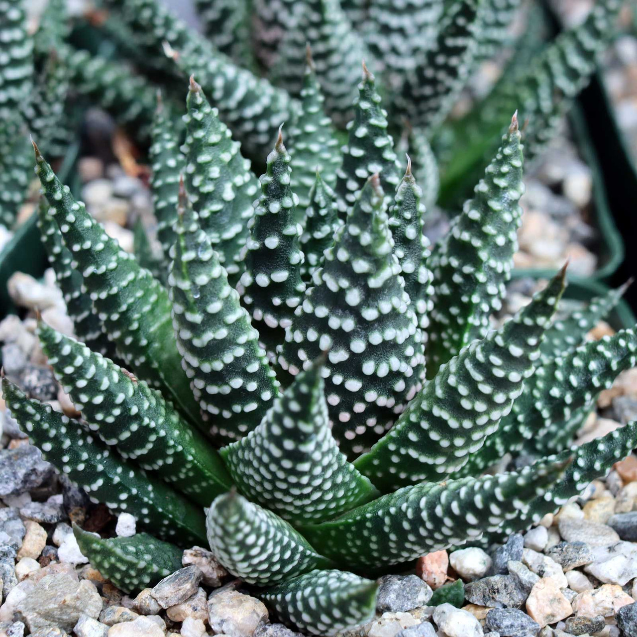 Yahoo!オークション pumila ツリスタ Tulista プミラ 「haworthia