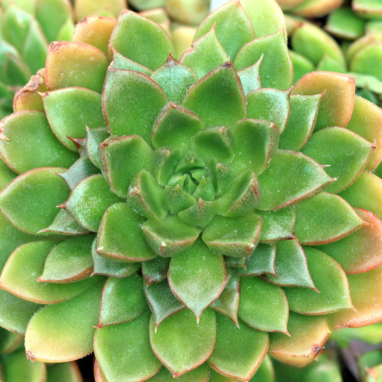 Echeveria x setorum 'Victor' | Mountain Crest Gardens™