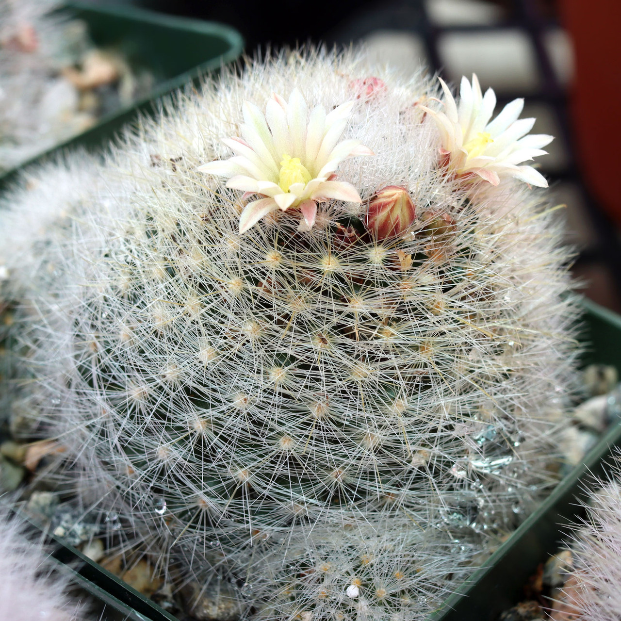Mammillaria schwarzii - Biznaguita [large]