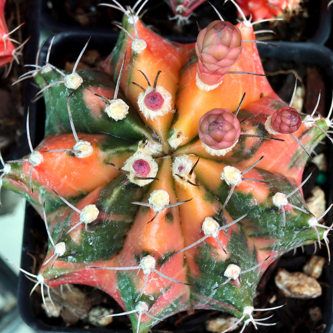cactus is squishy Anboor 4.1 Inches Squishies Cactus Scented Jumbo Slow Rising Kawaii Sq