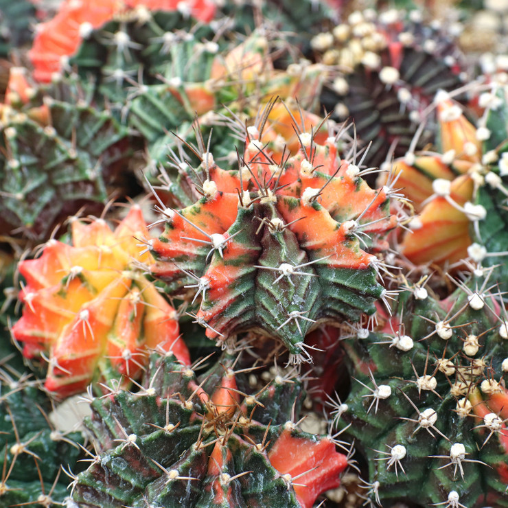 Gymnocalycium mihanovichii f. variegata - Variegated Moon Cactus [large]
