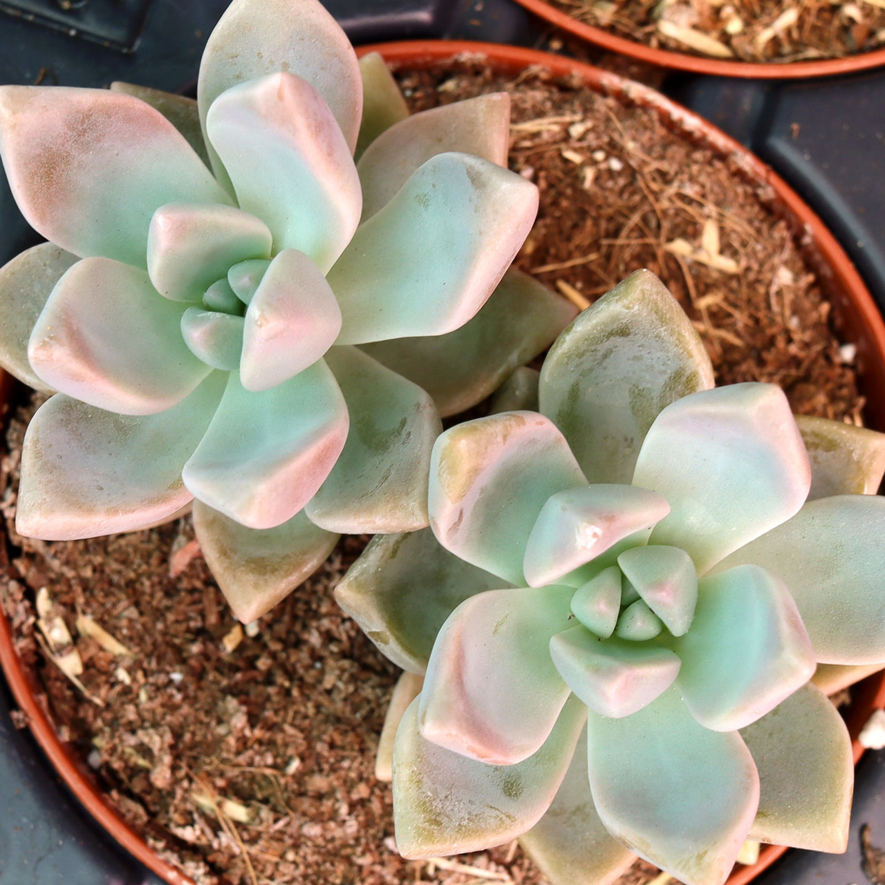 Graptopetalum paraguayense - Ghost Plant [large]