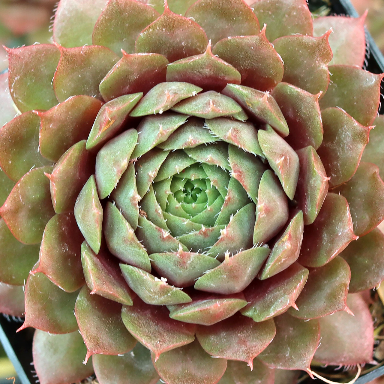 センペルビウム　Bedivere Sempervivum 'Bedivere' - Mountain Crest Gardens
