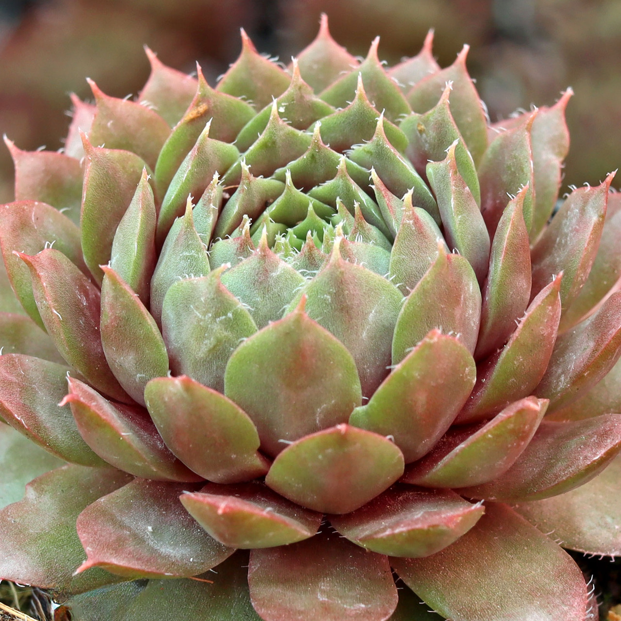 Sempervivum 'Bedivere' - Mountain Crest Gardens