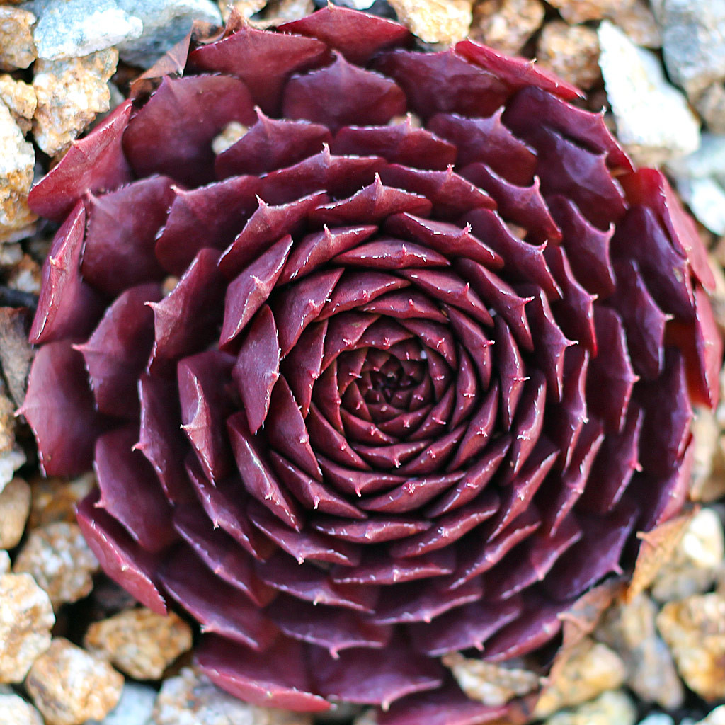 Sempervivum 'Bedivere' - Mountain Crest Gardens
