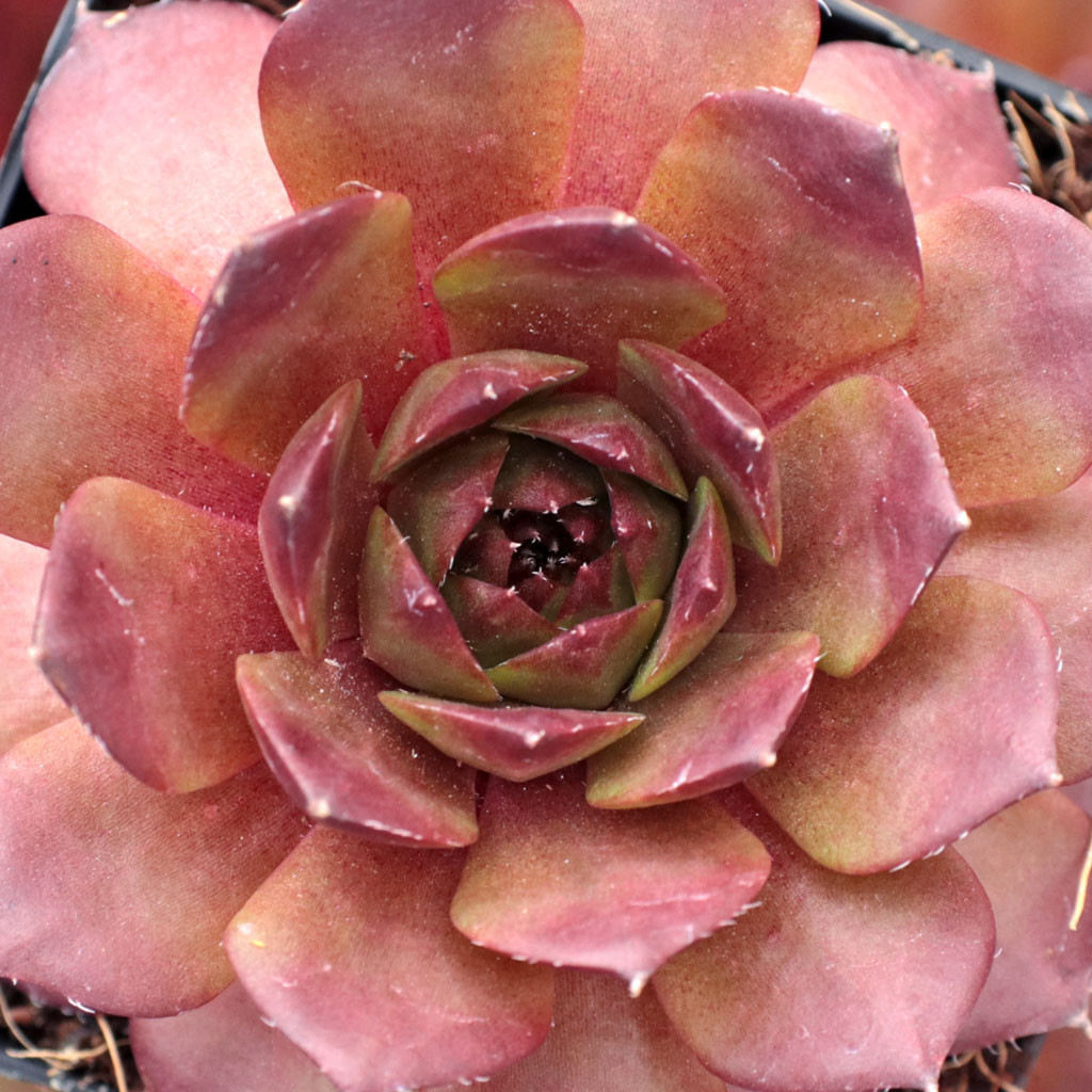 センペルビウム　Bedivere Sempervivum 'Bedivere' - Mountain Crest Gardens