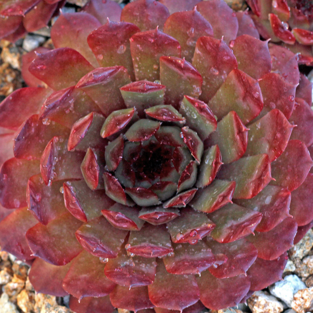 Sempervivum 'Bedivere' - Mountain Crest Gardens