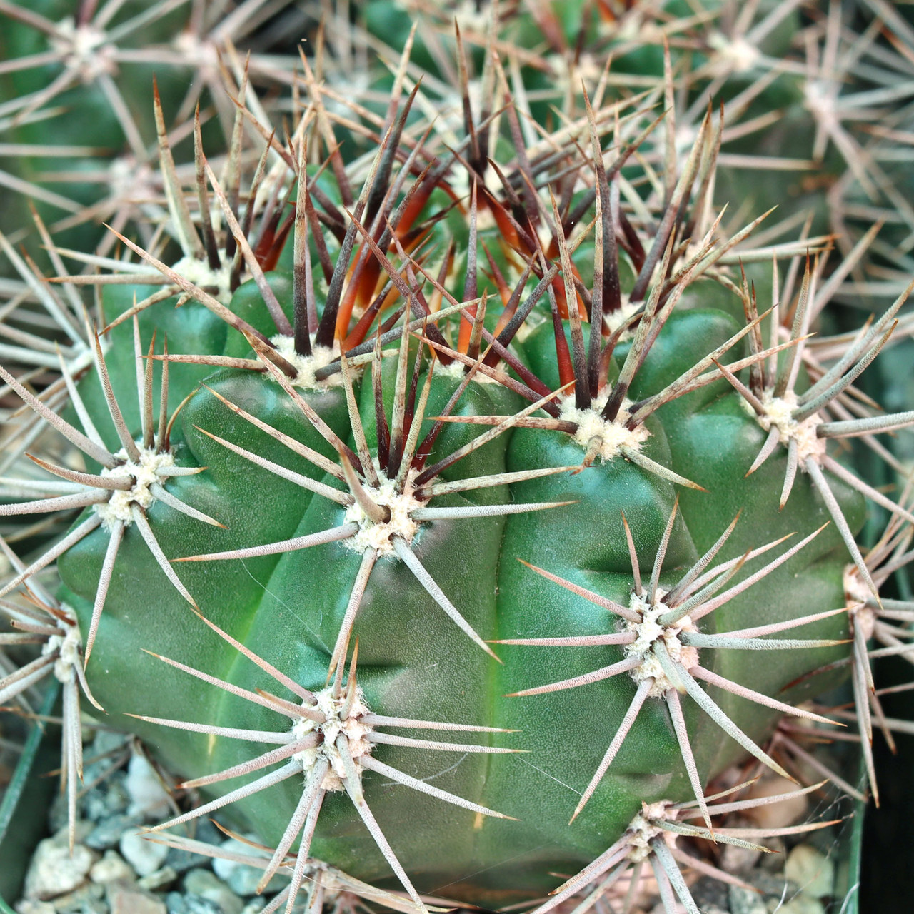Gymnocalycium monvillei ssp. horridispinum | MCG™