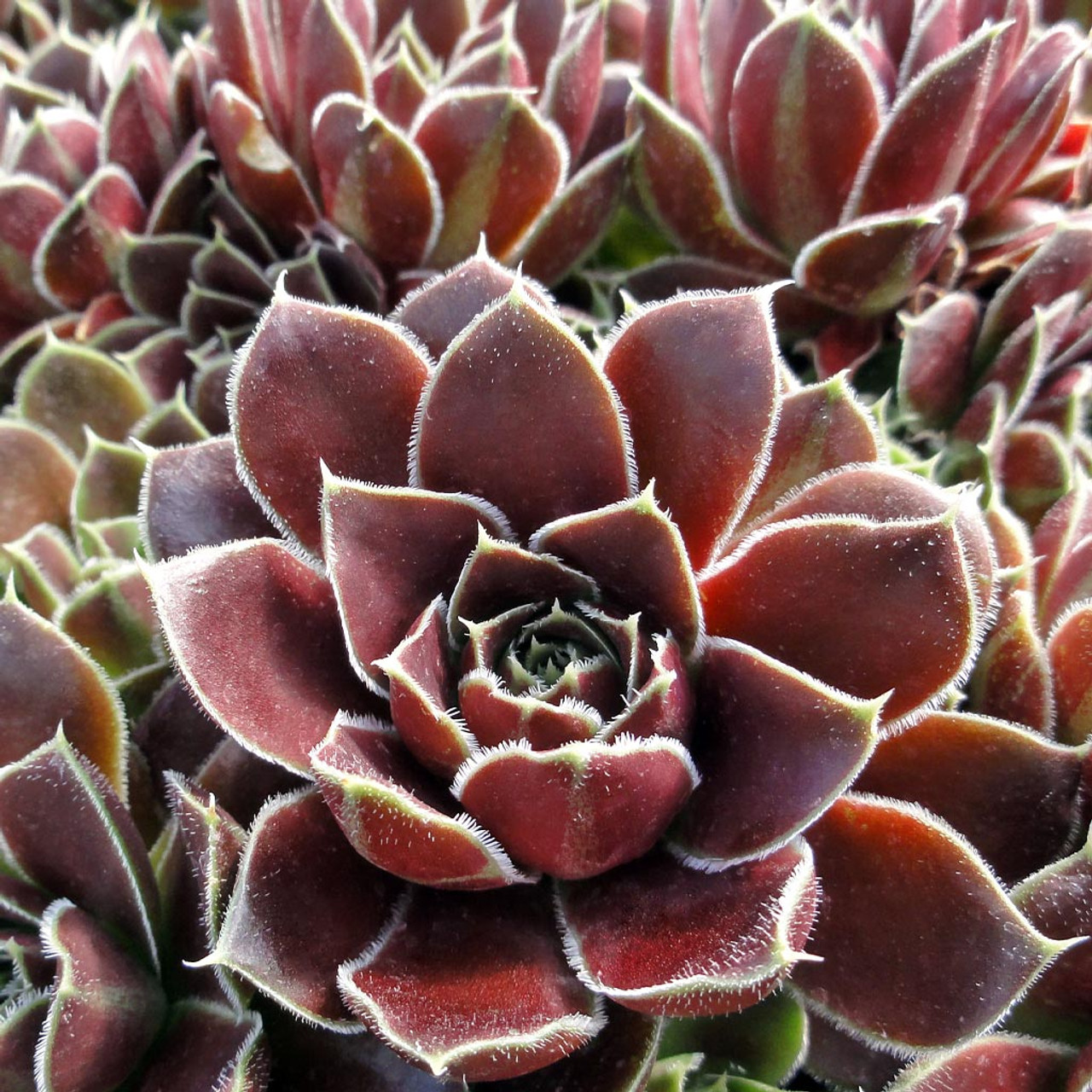 希少 Sempervivum and Jovibarba Sempervivum heuffelii 'Irene' [exclusive] | MCG™