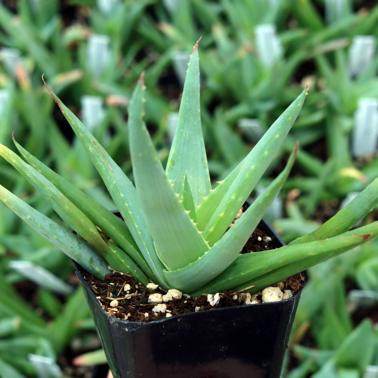 Aloe 'Walmsley's Blue'