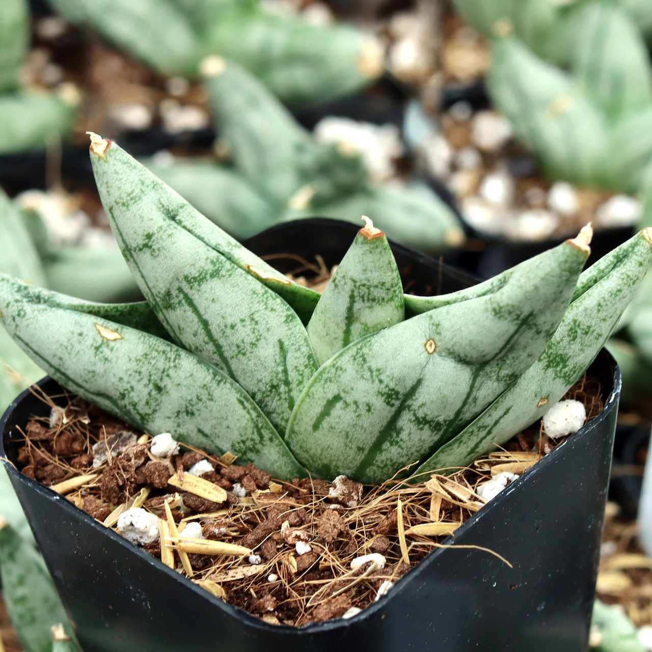 Sansevieria 'Bonji' | Mountain Crest Gardens™
