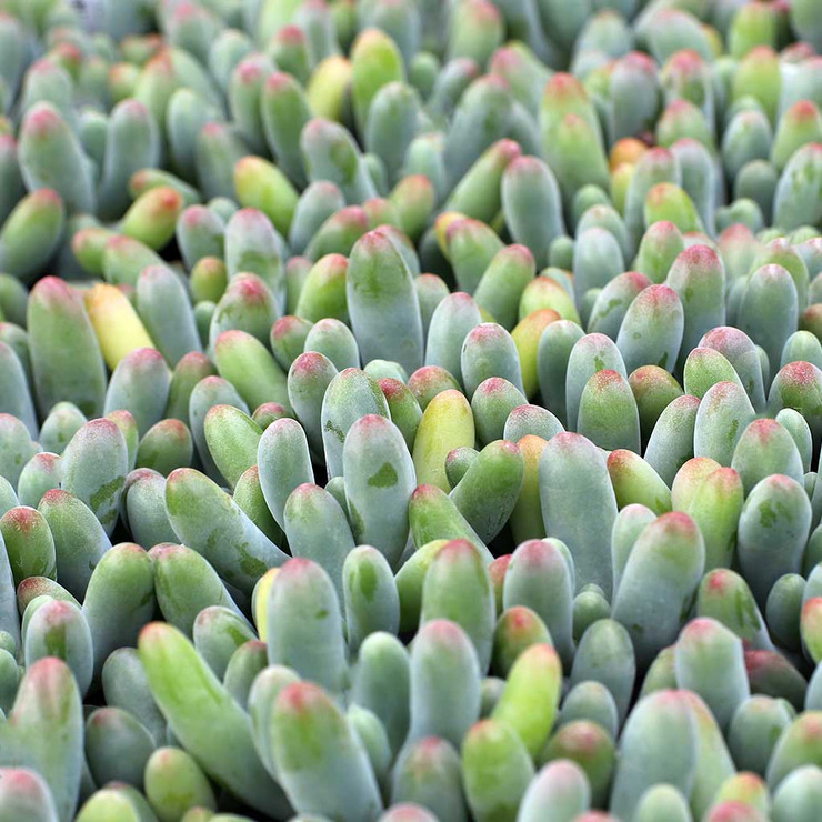 Sedum pachyphyllum 'Blue Jelly Bean' [large] | MCG™