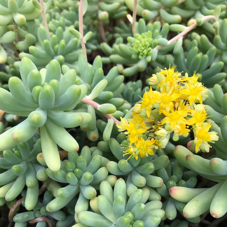DESIGNOBAUM BOFU 55 クリスタルチャート　+ソフトハニタス2個 Sedum pachyphyllum 'Blue Jelly Bean' [large] | MCG™