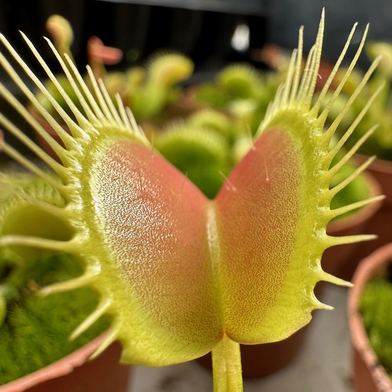Dionaea muscipula - Venus Flytrap [carnivorous]