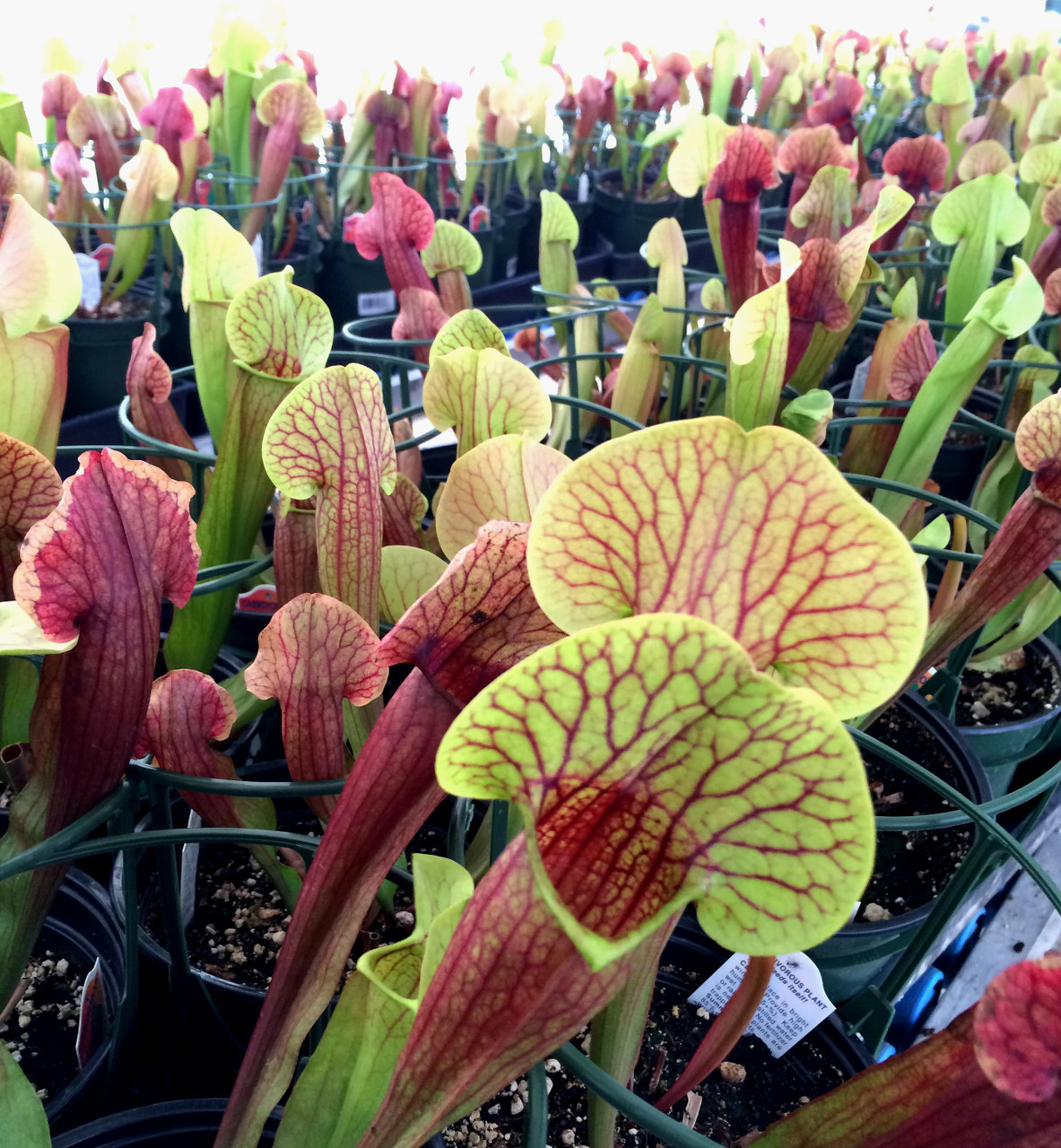 Sarracenia 'Meerkat Mob' Pitcher Plant - Thumbnail 2