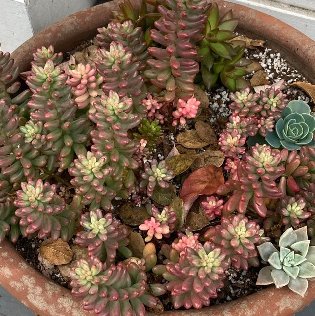 Sedum Aurora In Vaso 2,5" – Pianta Grassa Succulenta - Foto 4