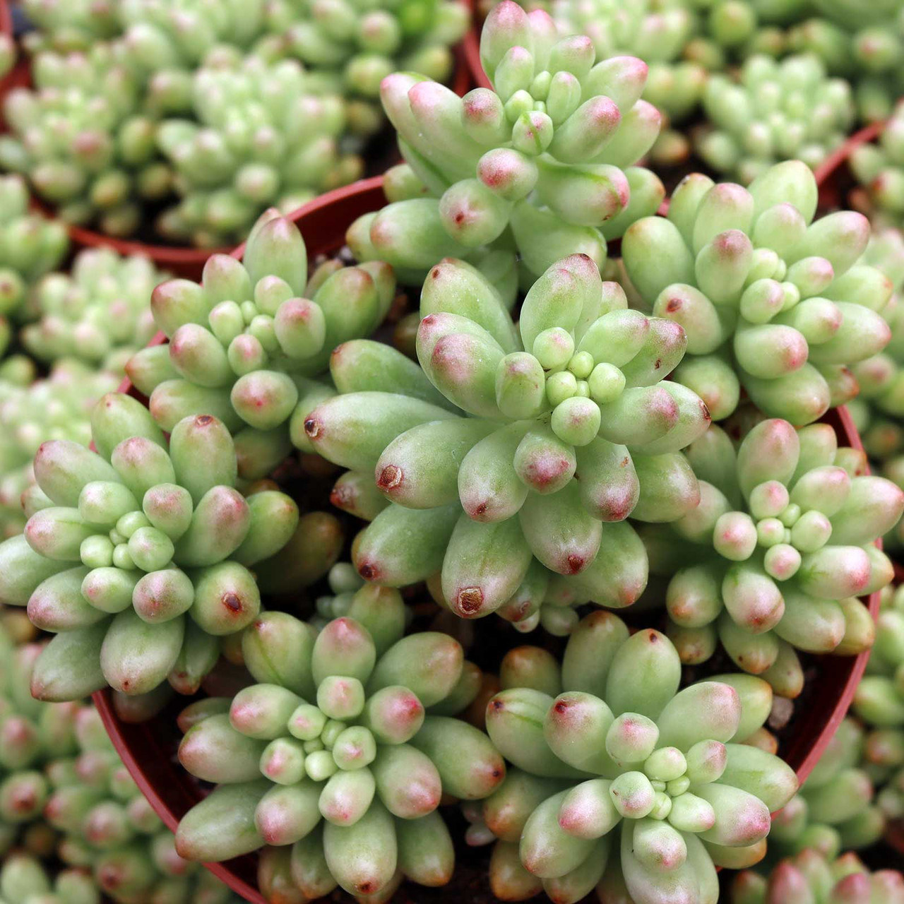 succulent terrarium aquarium Laurel's Succulent Terrarium main image 1