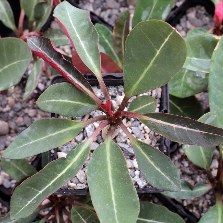 Euphorbia millotii [extra large] - Thumbnail 3