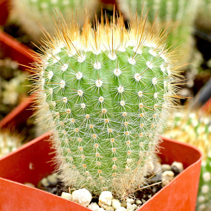 Mammillaria spinosissima ssp. pilcayensis - Bristle Brush [large] [bare  root]