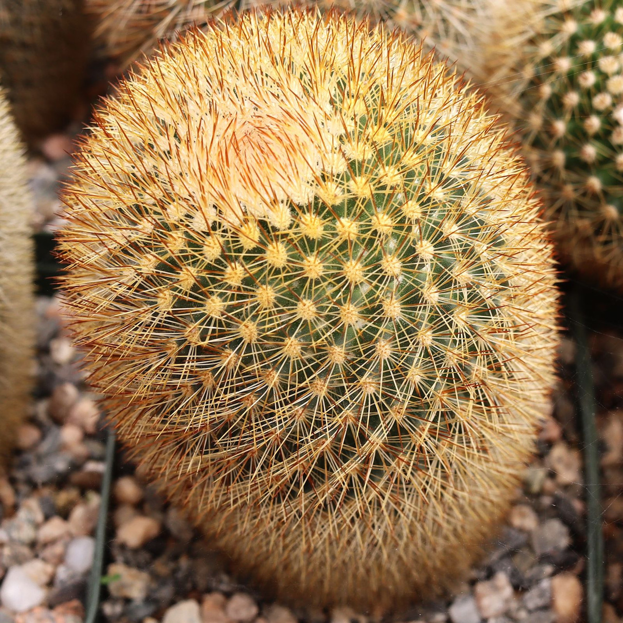 Mammillaria spinosissima ssp. pilcayensis - Bristle Brush [large] [bare  root]
