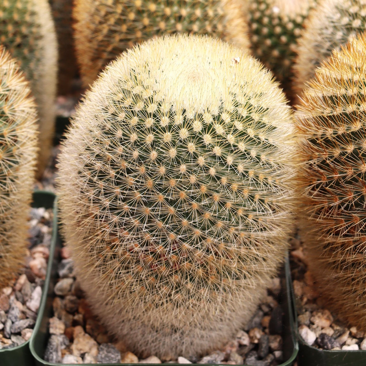 Mammillaria spinosissima ssp. pilcayensis - Bristle Brush [large] [bare  root]