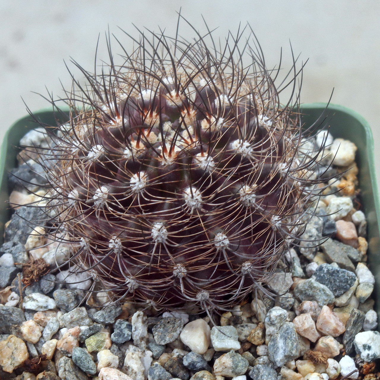 Eriosyce senilis ssp. coimasensis [large] | MCG™