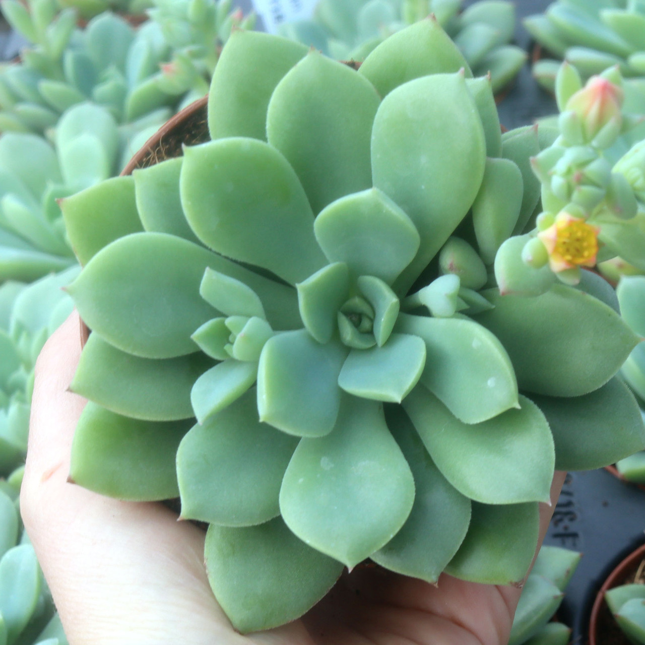 Echeveria 'Chrissy n Ryan' [large] | Mountain Crest Gardens™