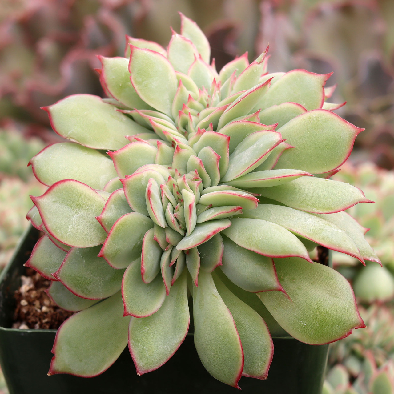 indoor decorative pots for plants Decorative Indoor Plant Pots 6 Pack Gold main image 0