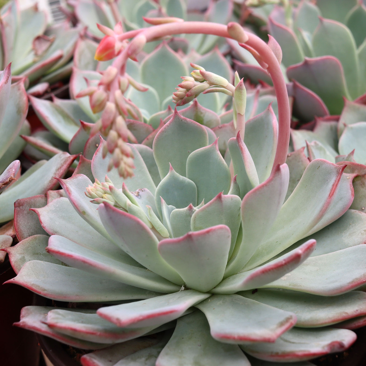 Echeveria laulensis [large] | Mountain Crest Gardens™