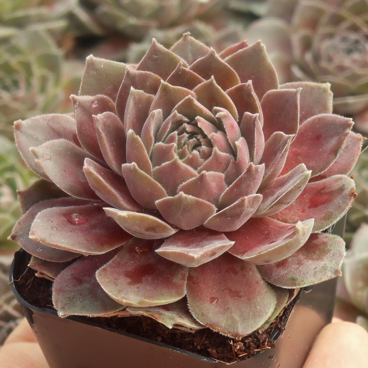 センペルビウム　パシフィック　マジックナイト Sempervivum 'Pacific Magic Night' | Mountain Crest Gardens™