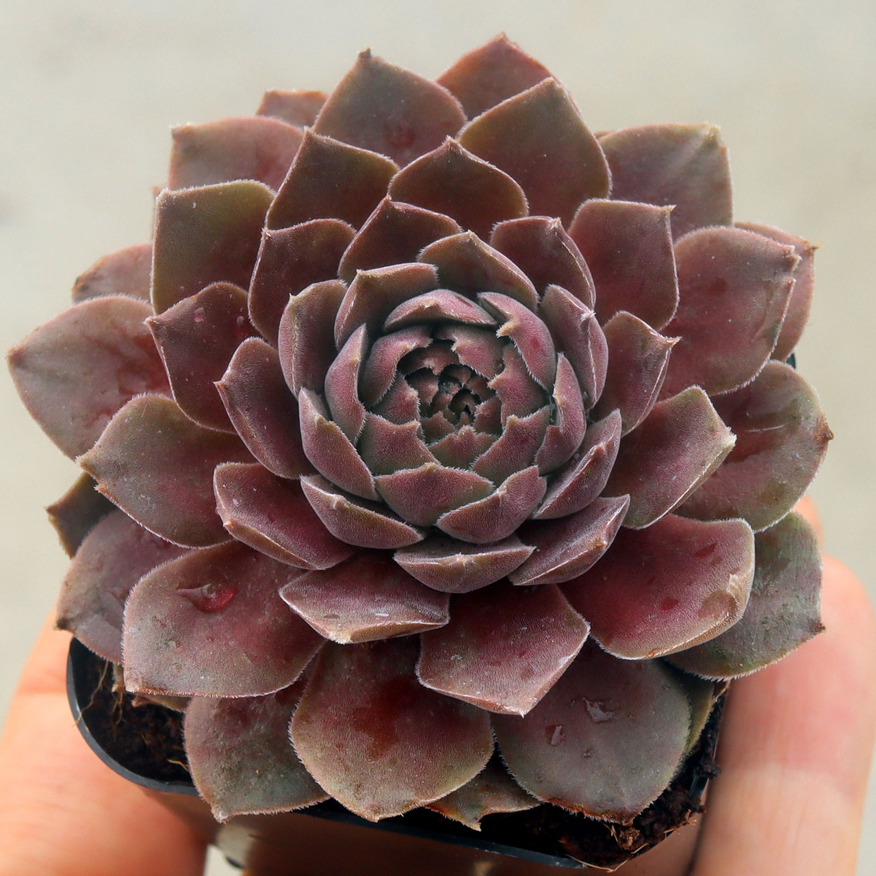 Sempervivum 'Pacific Magic Night' | Mountain Crest Gardens™