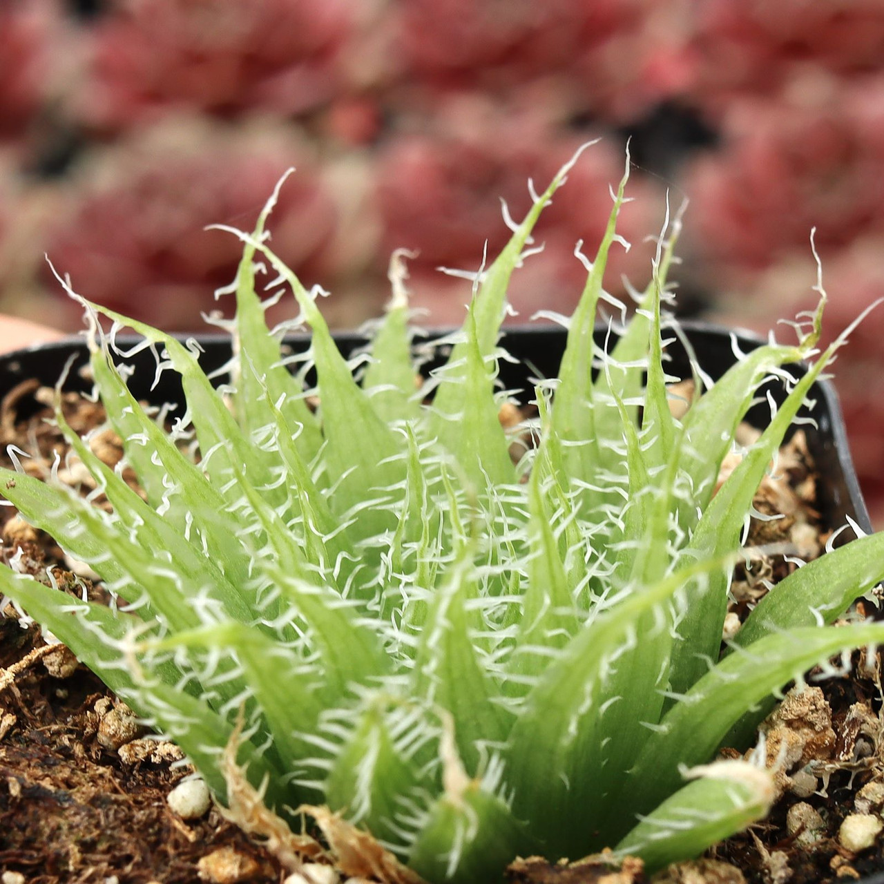 aloe vera a barbadensis Aloe barbadensis main image 0