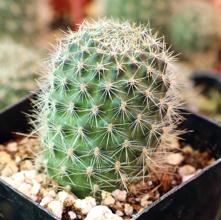 AGROBITS 100pcs / Lot Cactus Rebutia Variety Mix Di Fioritura Esotica - Foto 10